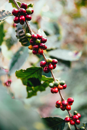 A close up of ripe coffee beans ready to be harvested. All our beans are ethically sourced and Certified Fair Trade.